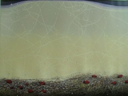 Daliutė  Ivanauskaitė 

Sidabrinis lietus I, 2008, lino raižinys, 64x81